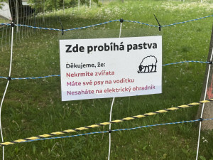 Dvě mladé ovce se zabydlely v Brně. Pomáhají s údržbou veřejné zeleně