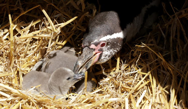 Návštěvníci zoologické zahrady se mohou kochat pohledem na malinké tučňáky