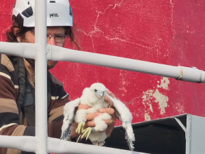 Čtyři mláďata ohroženého sokola se vylíhla na komíně elektrárny v Dukovanech