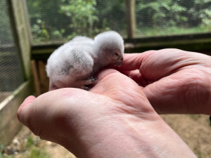Pět malých písklat. Brněnská zoo se chlubí roztomilými mláďaty sýčka obecného