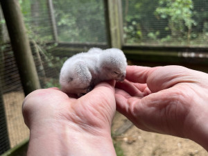 Pět malých písklat. Brněnská zoo se chlubí roztomilými mláďaty sýčka obecného