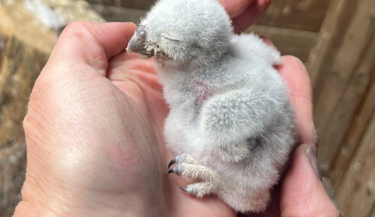 Pět malých písklat. Brněnská zoo se chlubí roztomilými mláďaty sýčka obecného