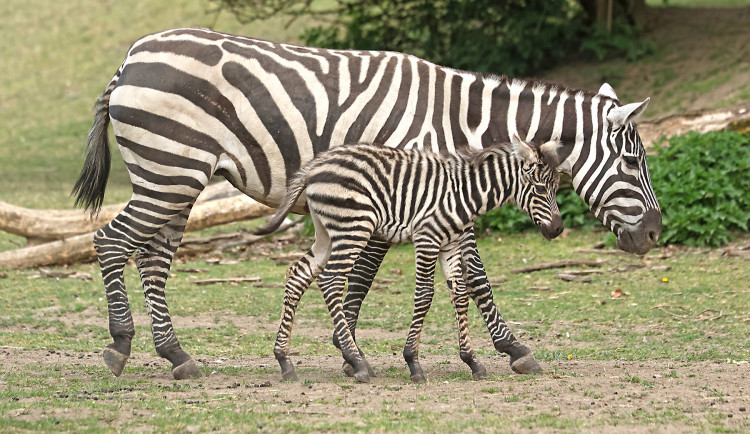 Babyboom v zoologické zahradě, po tučňácích přišla na svět vzácná zebra