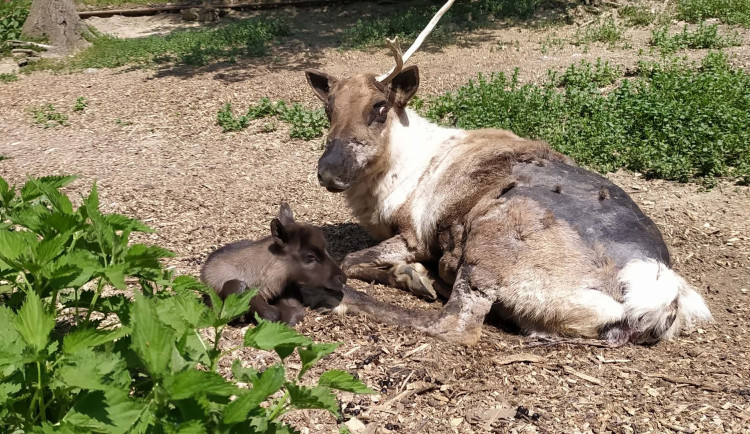 Tři malí sobi a dva jeřábi. Brněnská zoo se raduje z nových mláďat