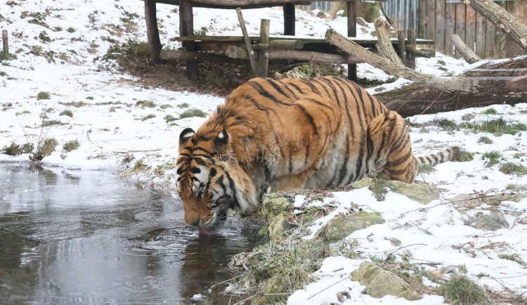 V Hodoníně přišli o tygří pár. Samec podlehl vážné nemoci
