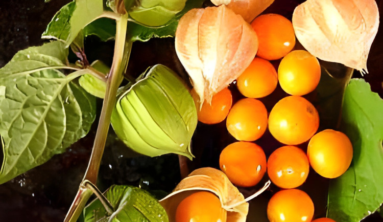 Zahradnictví místo physalis prodalo jedovatý lilek. Teď zákaznici hledají