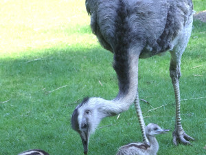 Hodonínská zoo se raduje z mnoha malých přírůstků, narodili se papoušci i zebra
