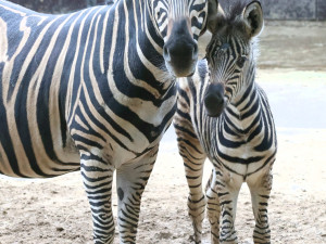 Hodonínská zoo se raduje z mnoha malých přírůstků, narodili se papoušci i zebra