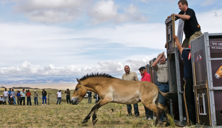 Pražská zoo dokončila rekordní transport osmi koní Převalského do Kazachstánu