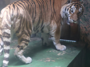 V Hodoníně mají nového tygra. Čtrnáctiletý fešák Oliver přicestoval z jihu Čech