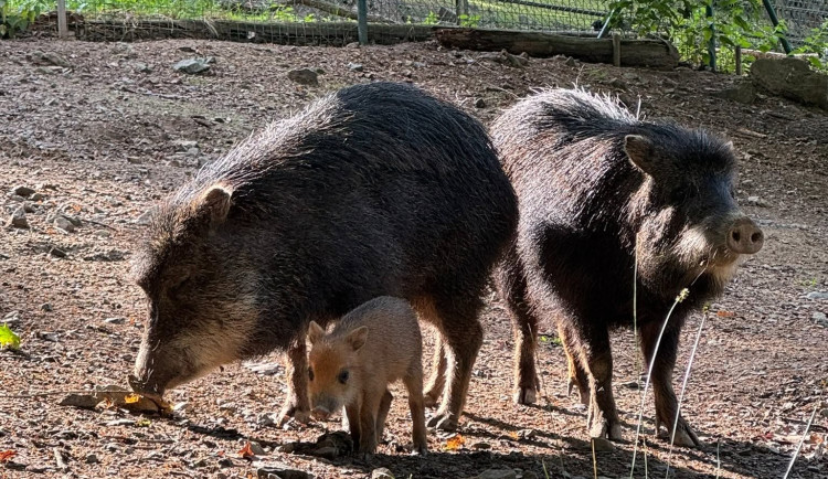 Sice tak vypadají, ale prasata to nejsou. Brněnská zoo hlásí mládě u pekariů