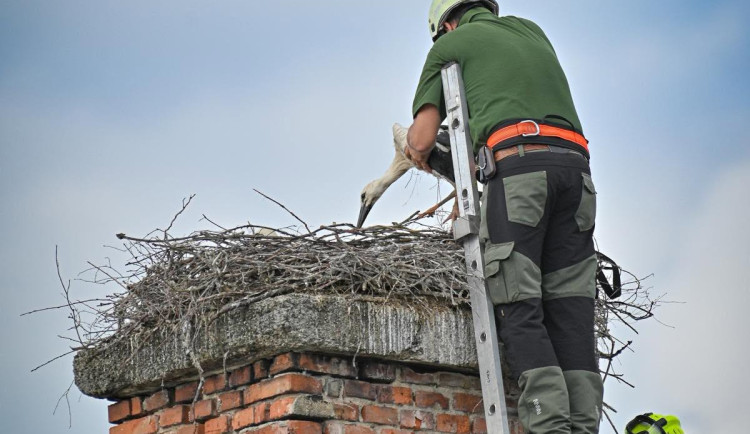 FOTO: Ve Františkových Lázních zachraňovali čapí mládě. Muselo okamžitě na operaci