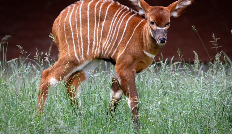 V zoo Dvůr Králové se narodilo mládě kriticky ohrožených antilop bongů horských