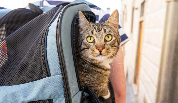 Jak vycestovat s domácími mazlíčky? Základem je podle veterinářů pas a očkování
