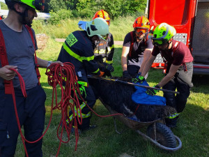 Agresivní pštros zaměstnal hasiče na Boskovicku, chytali ho na čtyři pokusy