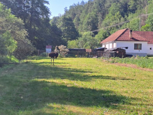 Agresivní pštros zaměstnal hasiče na Boskovicku, chytali ho na čtyři pokusy