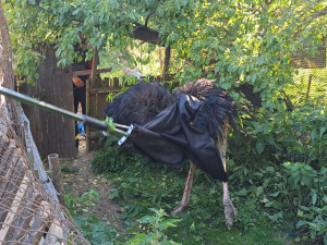 Agresivní pštros zaměstnal hasiče na Boskovicku, chytali ho na čtyři pokusy