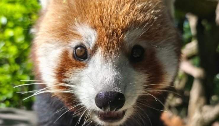 Z brněnské zoo zmizela panda červená, chovatelé vyhlásili pátrání