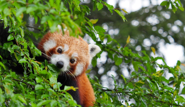 Historický úspěch. V olomoucké zoo se poprvé narodila mláďata pand červených