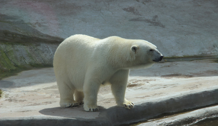 Brněnská zoo chladí zvířatka sprchami i ledovými dorty.