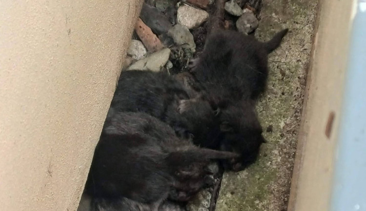 Žena z Prostějova utopila pět zdravých koťat. Horší než zvíře, středověk, nechápou obyvatelé města