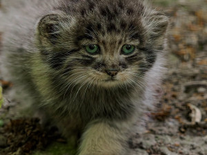 Pořádná dávka roztomilosti. Manulové v brněnské zoo rostou jako z vody