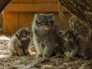 Pořádná dávka roztomilosti. Manulové v brněnské zoo rostou jako z vody