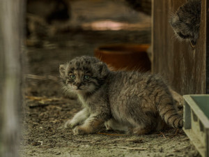 Pořádná dávka roztomilosti. Manulové v brněnské zoo rostou jako z vody