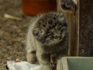Pořádná dávka roztomilosti. Manulové v brněnské zoo rostou jako z vody