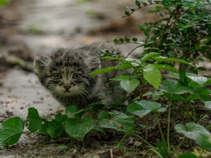 Pořádná dávka roztomilosti. Manulové v brněnské zoo rostou jako z vody