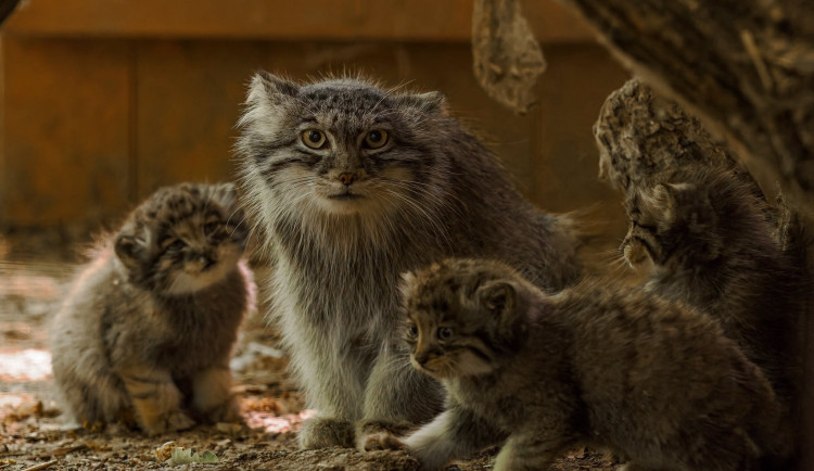 Pořádná dávka roztomilosti. Manulové v brněnské zoo rostou jako z vody