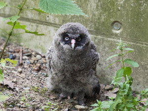 Zdatní lovci s bílým knírem. V brněnské zoo se narodili puštíci vousatí