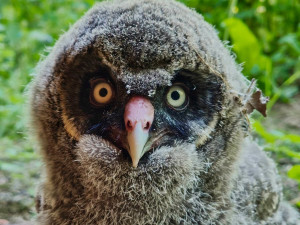 Zdatní lovci s bílým knírem. V brněnské zoo se narodili puštíci vousatí