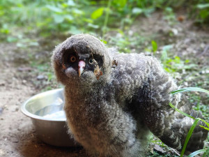 Zdatní lovci s bílým knírem. V brněnské zoo se narodili puštíci vousatí