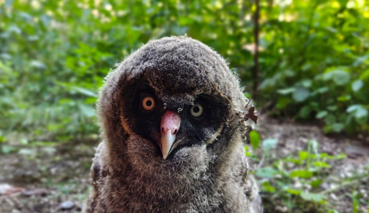 Zdatní lovci s bílým knírem. V brněnské zoo se narodili puštíci vousatí