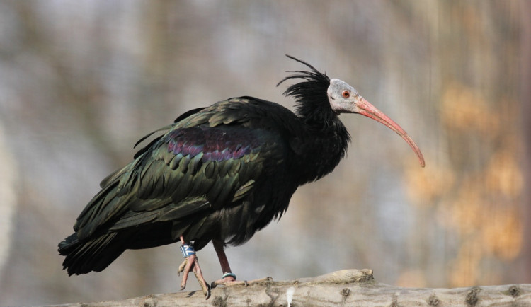 Ostravská zoo pomáhá. Do přírody vrací kriticky ohrožené ibisy skalní