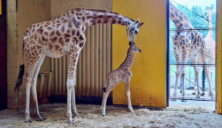 Zoo Ostrava slaví. Po jedenácti letech se narodilo žirafí mládě