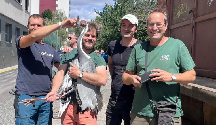 Jeřáb, který uletěl ze Zoo Brno, je zpět ve výběhu. Pomohla hlášení od veřejnosti