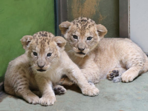 VIDEO: Vrchol roztomilosti. V hodonínské zoo radostně skotačí dvě lvíčata