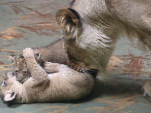 VIDEO: Vrchol roztomilosti. V hodonínské zoo radostně skotačí dvě lvíčata