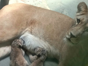 VIDEO: Vrchol roztomilosti. V hodonínské zoo radostně skotačí dvě lvíčata