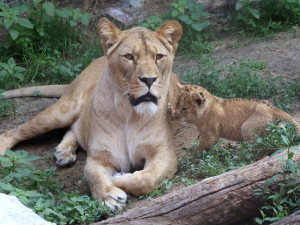 VIDEO: Vrchol roztomilosti. V hodonínské zoo radostně skotačí dvě lvíčata