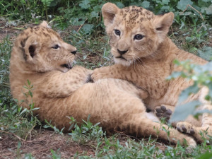 VIDEO: Vrchol roztomilosti. V hodonínské zoo radostně skotačí dvě lvíčata