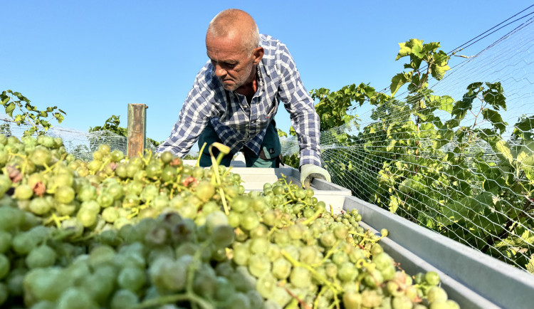 Burčáková sezona začíná. Vinaři na jihu Moravy sklízeli hrozny už za svítání