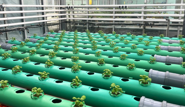 Větší bazalka i cibule. Brněnští doktorandi vyvíjejí biostimulant z rybího odpadu