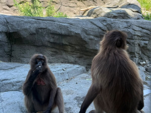 FOTO: Tunu ledu pro zvířata. Brněnská zoo bojuje s tropy