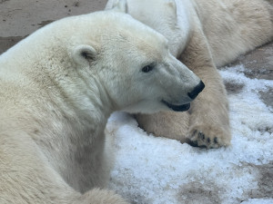 FOTO: Tunu ledu pro zvířata. Brněnská zoo bojuje s tropy