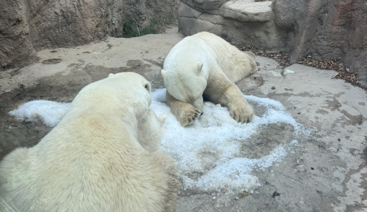 FOTO: Tunu ledu pro zvířata. Brněnská zoo bojuje s tropy
