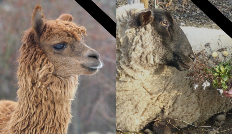 Rázná Laura i pamětnice Lili. V lamacentru na Hádech se loučí se dvěma zvířaty