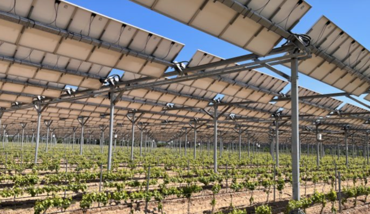 Fotovoltaické panely bramborám ani sóje nevadí, ukazuje dosavadní výzkum